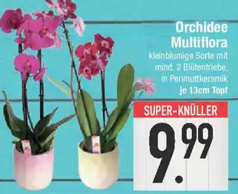 E-Center Orchidee Multiflora Angebot