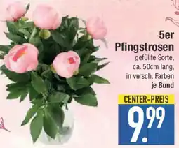 E-Center 5er Pfingstrosen Angebot