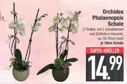 E-Center Orchidee Phalaenopsis Schale Angebot