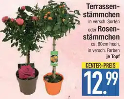 E-Center Terrassen- stämmchen oder Rosen- stämmchen Angebot