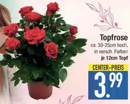 E-Center Topfrose Angebot