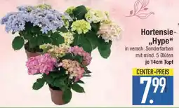 E-Center Hortensie- „Hype Angebot