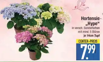 E-Center Hortensie- „Hype Angebot