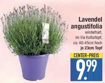 E-Center Lavendel angustifolia Angebot