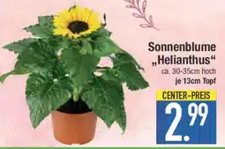E-Center Sonnenblume ,,Helianthus Angebot