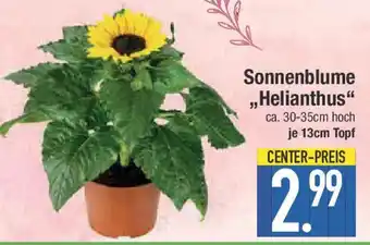 E-Center Sonnenblume ,,Helianthus Angebot