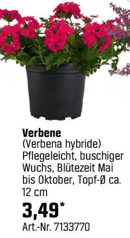 OBI Verbene Angebot