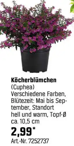 OBI Köcherblümchen Angebot