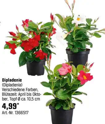 OBI Dipladenie Angebot