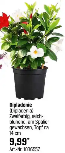 OBI Dipladenie Angebot