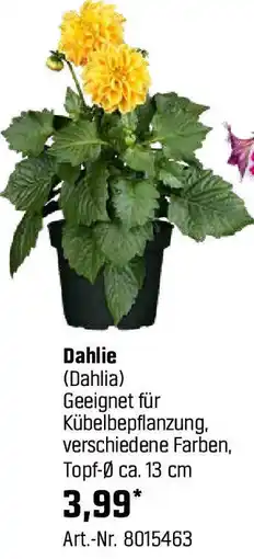 OBI Dahlie Angebot