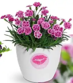 OBI Stauden-Nelke ,,Pink Kisses" Angebot