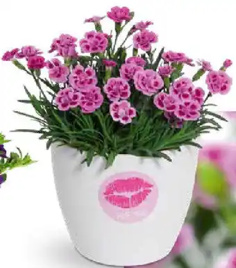 OBI Stauden-Nelke ,,Pink Kisses" Angebot
