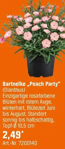 OBI Bartnelke ,,Peach Party" Angebot