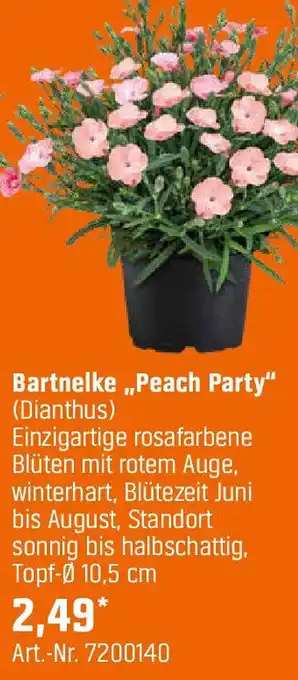 OBI Bartnelke ,,Peach Party" Angebot