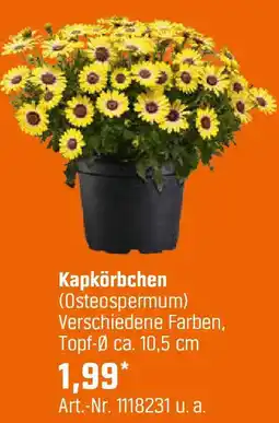 OBI Kapkörbchen Angebot