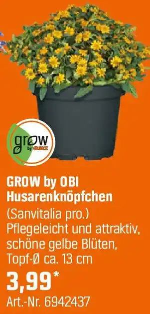 OBI GROW by OBI Husarenknöpfchen Angebot
