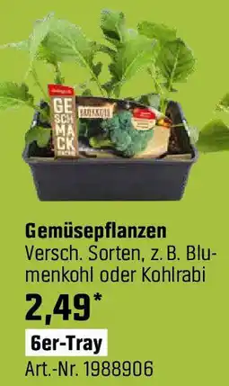 OBI Gemüsepflanzen Angebot