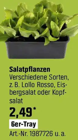 OBI Salatpflanzen Angebot