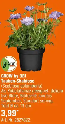 OBI GROW by OBI Tauben-Skabiose Angebot