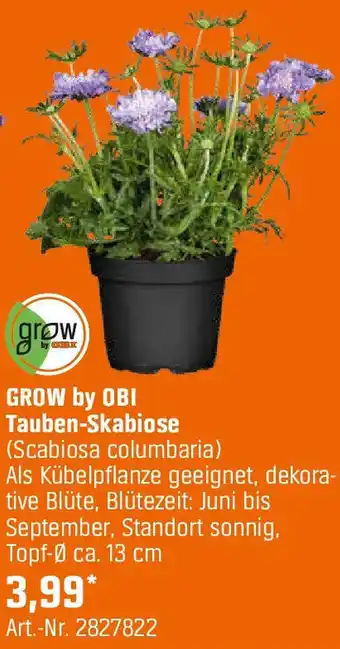 OBI GROW by OBI Tauben-Skabiose Angebot