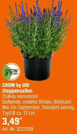 OBI GROW by OBI Steppensalbei Angebot
