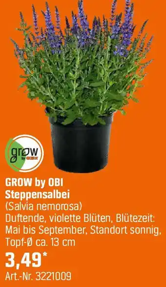OBI GROW by OBI Steppensalbei Angebot