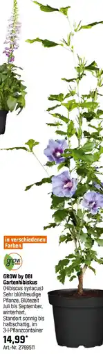 OBI GROW by OBI Gartenhibiskus Angebot