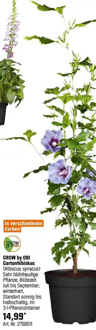 OBI GROW by OBI Gartenhibiskus Angebot