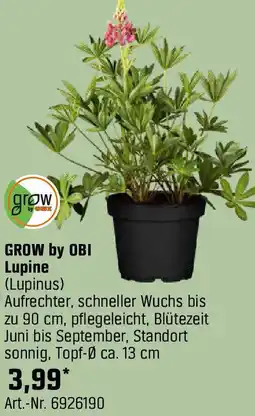 OBI GROW by OBI Lupine Angebot