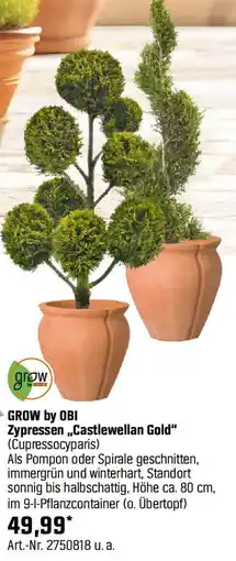 OBI GROW by OBI Zypressen „Castlewellan Gold" Angebot