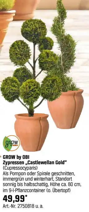 OBI GROW by OBI Zypressen „Castlewellan Gold" Angebot