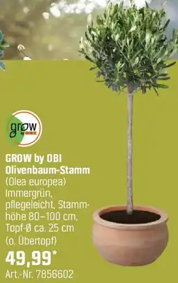 OBI GROW by OBI Olivenbaum-Stamm Angebot