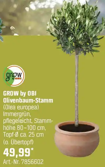 OBI GROW by OBI Olivenbaum-Stamm Angebot