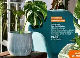 OBI Fensterblatt Thai Constellation Angebot