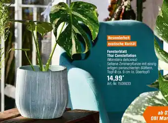 OBI Fensterblatt Thai Constellation Angebot
