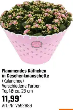 OBI Flammendes Käthchen in Geschenkmanschette Angebot
