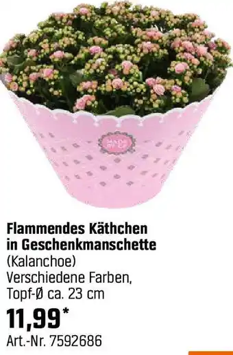 OBI Flammendes Käthchen in Geschenkmanschette Angebot