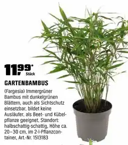 OBI Gartenbambus Angebot