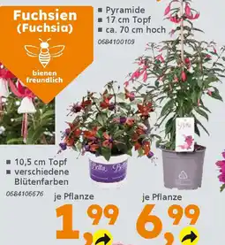 Globus Baumarkt Fuchsien (Fuchsia) Angebot