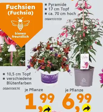 Globus Baumarkt Fuchsien (Fuchsia) Angebot
