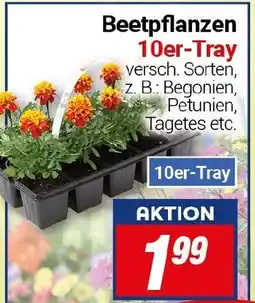 CENTERSHOP Beetpflanzen Angebot