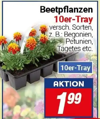 CENTERSHOP Beetpflanzen Angebot