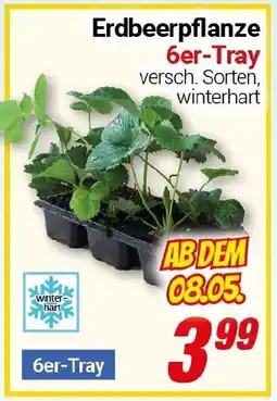 CENTERSHOP Erdbeerpflanze Angebot