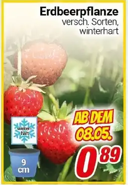 CENTERSHOP Erdbeerpflanze Angebot