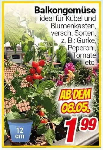 CENTERSHOP Balkongemüse Angebot