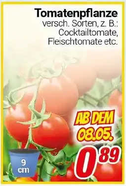 CENTERSHOP Tomatenpflanze Angebot