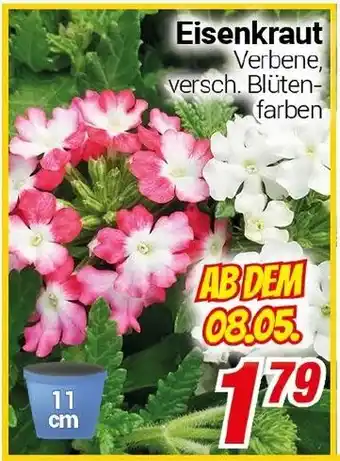 CENTERSHOP Eisenkraut Angebot
