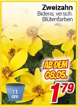 CENTERSHOP Zweizahn Angebot