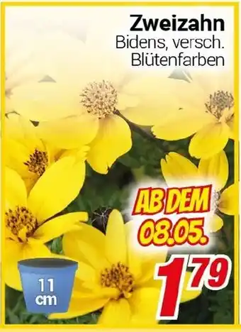CENTERSHOP Zweizahn Angebot